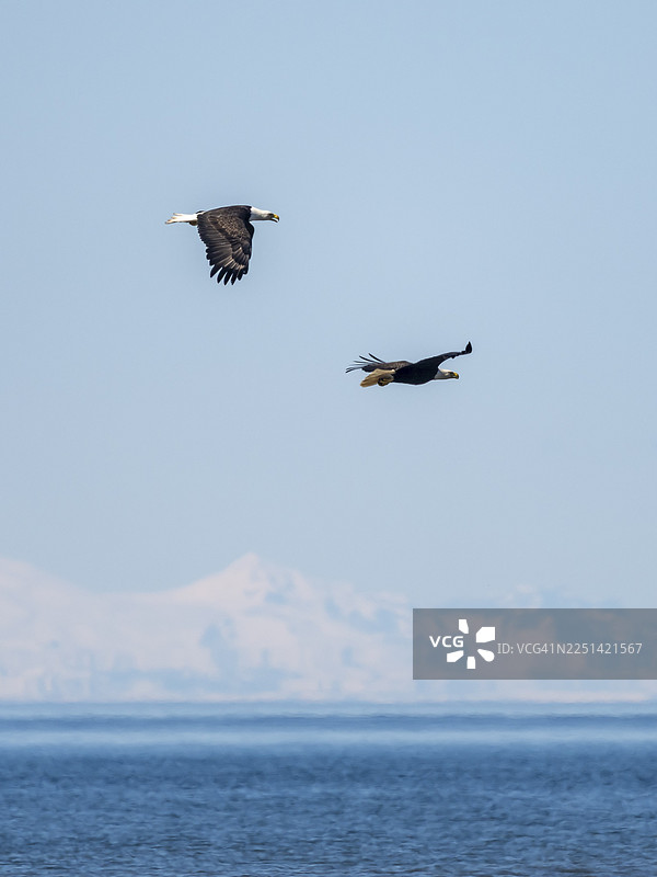 两只白头海雕（Haliaeetus leucocephalus）在美国阿拉斯加州锚点上空蓝天飞翔图片素材