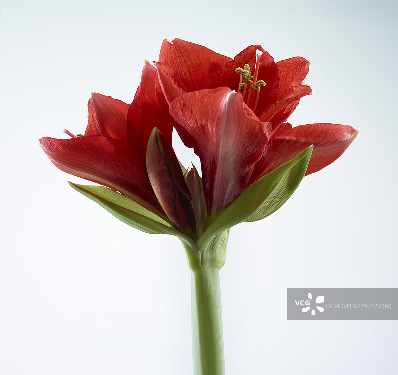 朱顶红（Hippeastrum striatum）花朵图片素材