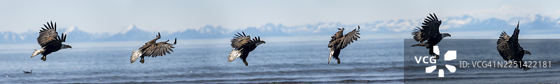 一只白头海雕（Haliaeetus leucocephalus）在飞行，一只老鹰着陆的图像蒙太奇，位于库克湾的锚点，背景是阿留申山脉的白色山峰，阿拉斯加州，美国的锚河州立休闲区图片素材