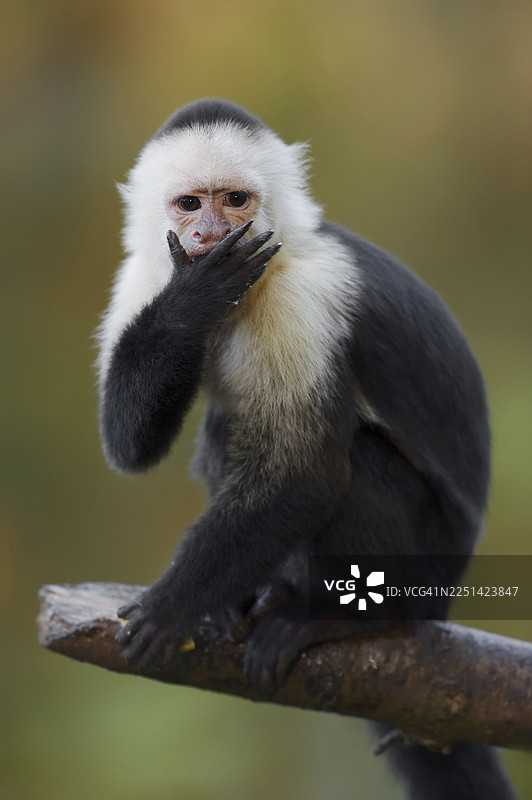 白肩卷尾猴或白头卷尾猴（Cebus capucinus），圈养，分布于南美洲图片素材