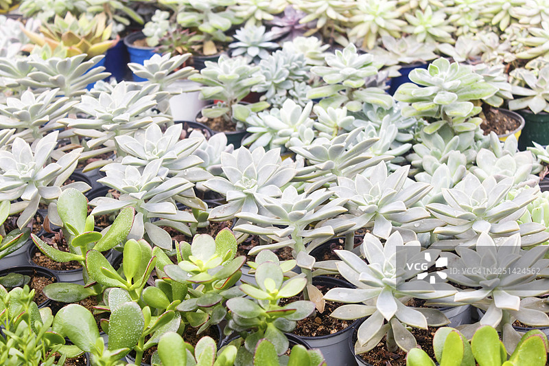 温室里各种花盆里的多肉植物。特写，选择性聚焦图片素材