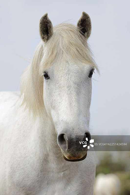 卡马格马，肖像，卡马格，普罗旺斯，法国南部图片素材