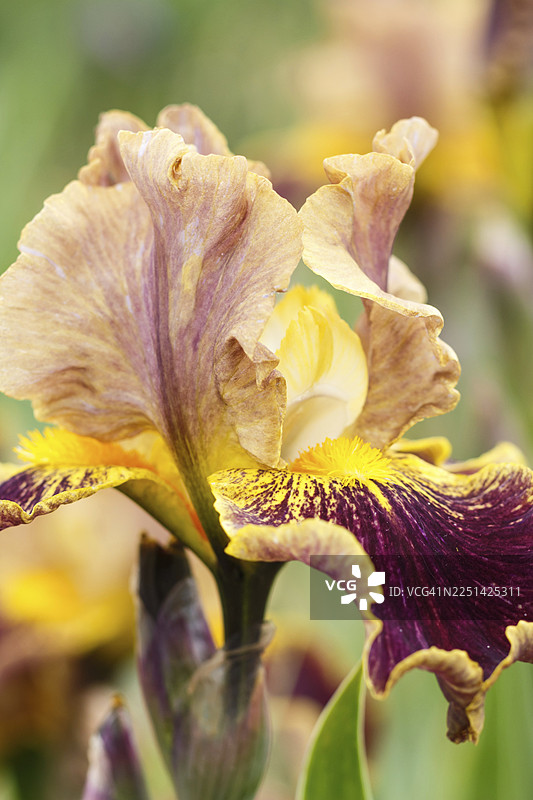 花园里盛开的美丽多彩的鸢尾花。特写，展现了夏日的娇嫩与美好。图片素材