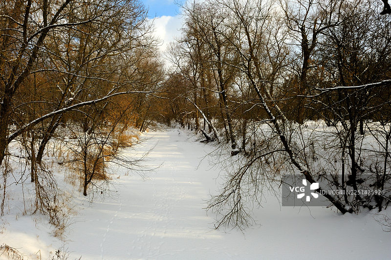 覆盖着雪的地面和树木营造出宁静的冬日景观，一条小路穿过森林，乌克兰图片素材