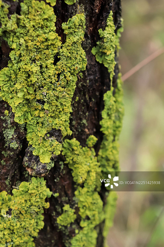 自然户外环境中，树干上生长的充满活力的绿色苔藓和地衣的特写图片素材