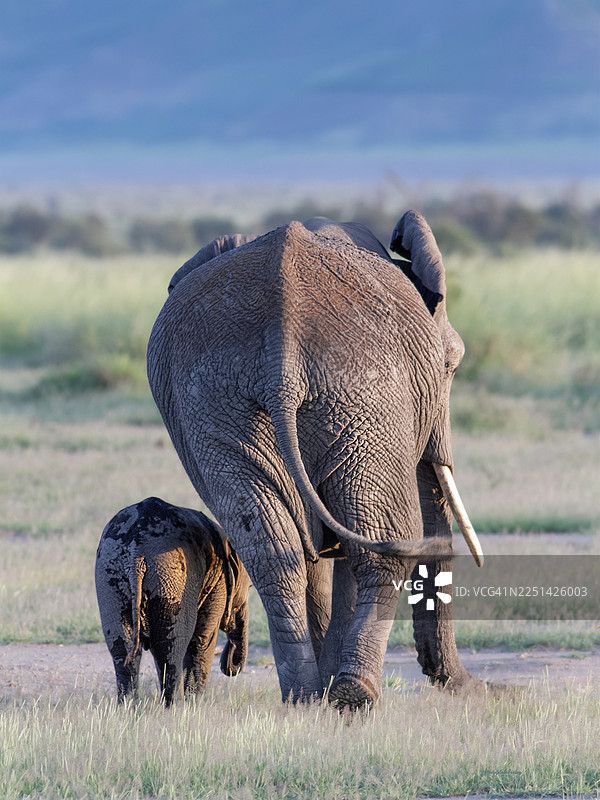成年大象带着象牙和象崽，在蓝天下走过绿草地，这是它们的背影。图片素材