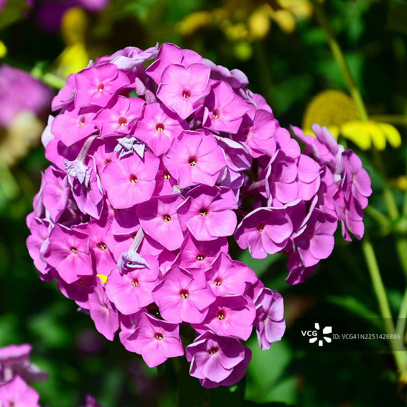 阳光明媚的日子里，花园中盛开着鲜艳的粉色福禄花。图片素材