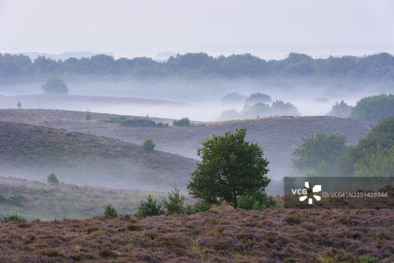 开花的石楠林中，山谷里弥漫着薄雾，树木，石楠景观，费吕沃宗国家公园，阿纳姆，荷兰图片素材