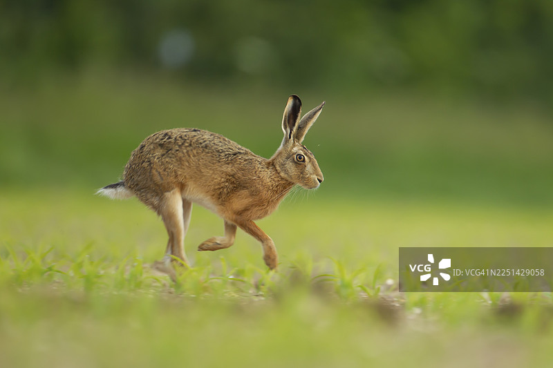一只成年欧洲野兔（Lepus europaeus）在英国诺福克郡的玉米地里奔跑图片素材