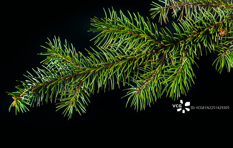 特写镜头下，生机勃勃的翠绿色冷杉树枝在纯粹的黑色背景上，突显出其新鲜的针叶图片素材
