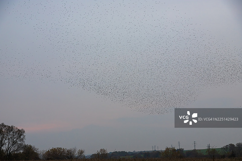 傍晚时分，在乡村景色的映衬下，一大群鸟（被称为‘鸟群舞’）在单调的天空中形成动感的图案。图片素材