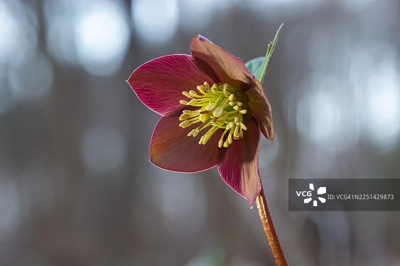 一朵鲜艳的红花，花蕊呈黄色，背景是柔和的散景，象征着生长与美丽图片素材