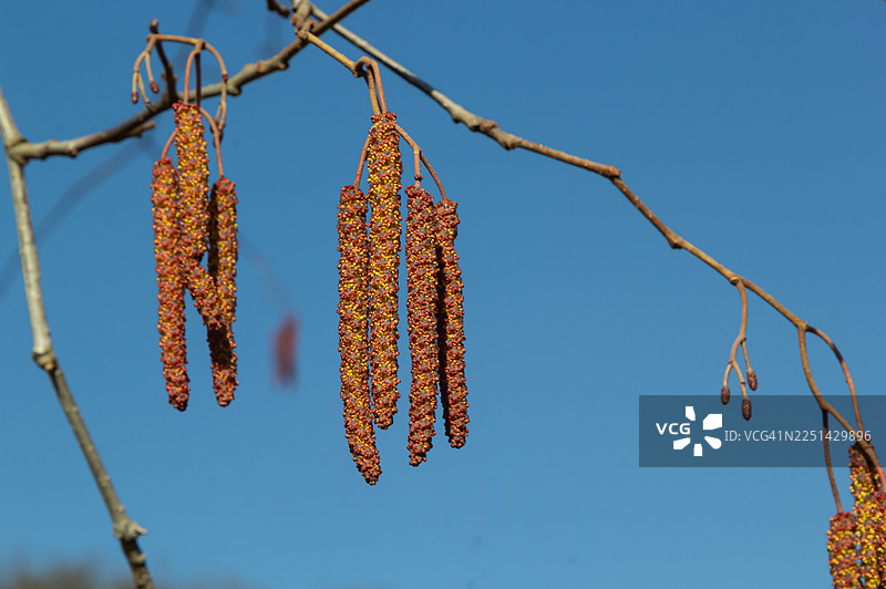 早春时节，一株开着葇荑花序的植物在湛蓝的天空下绽放，预示着新生命的到来和季节的更迭。图片素材