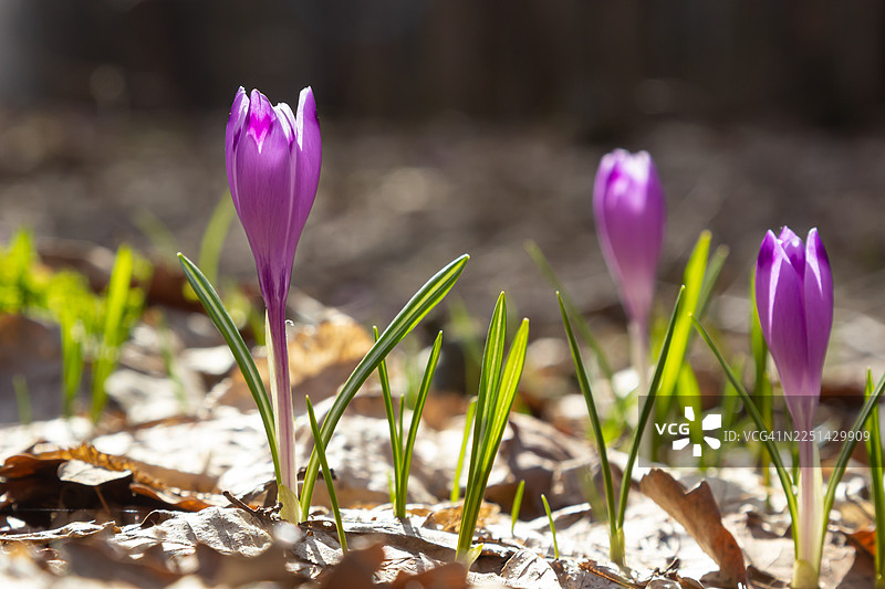 初春时节，生机勃勃的紫色番红花从泥土中绽放，沐浴在阳光下。图片素材