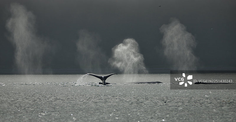 鲸鱼的尾巴潜入海中，背景有多处喷泉图片素材