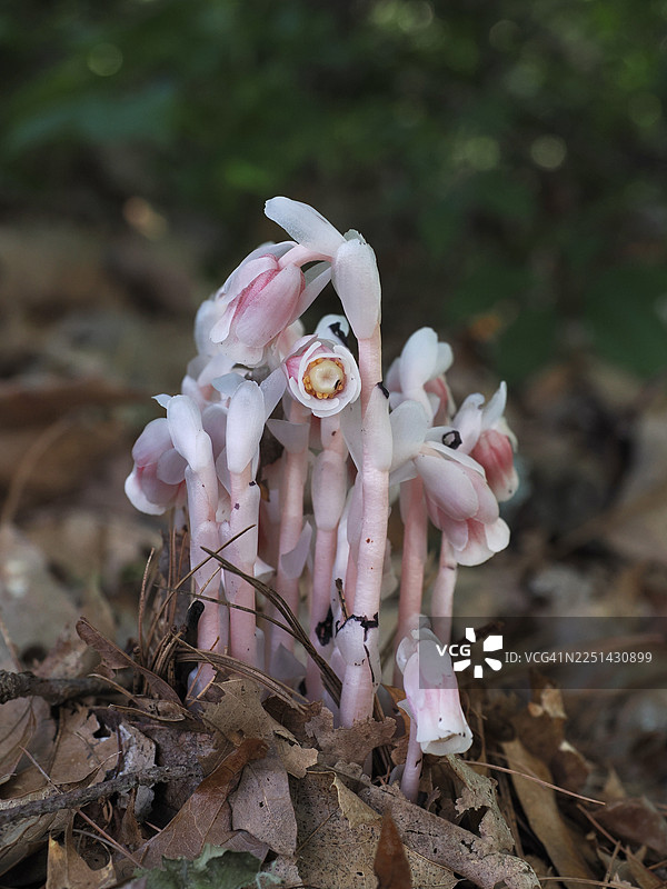 从森林地表腐殖质中冒出的精致的印度烟草（Monotropa uniflora）簇的特写图片素材