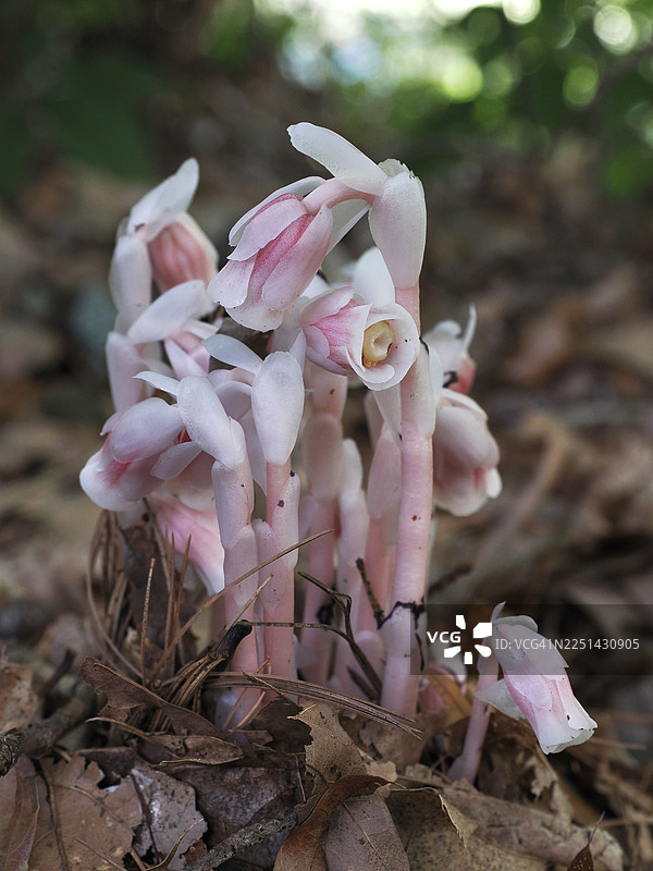 森林地面上，一簇簇娇嫩的粉白色印度管花（Monotropa uniflora）在落叶中悄然生长，特写镜头。图片素材
