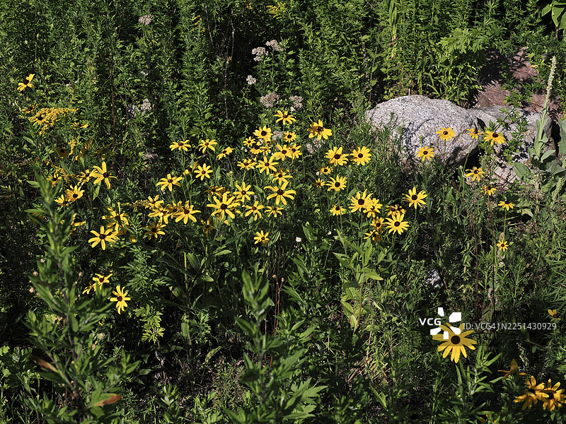 俯视视角下，明亮的黄色花卉在自然光下生机勃勃地生长在绿色的田野里图片素材