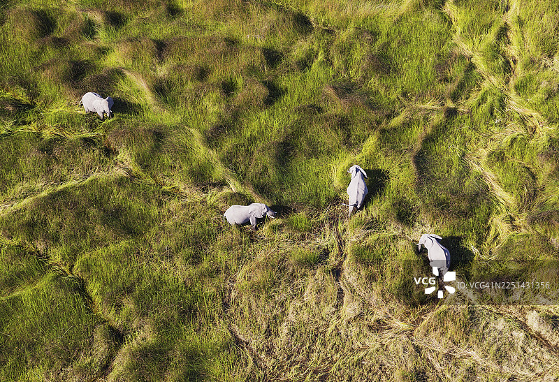 非洲象（Loxodonta africana），母象，在淡水沼泽中觅食，鸟瞰图，博茨瓦纳奥卡万戈三角洲图片素材