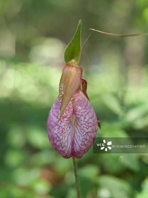 自然绿色环境中的精致粉色拖鞋兰特写图片素材