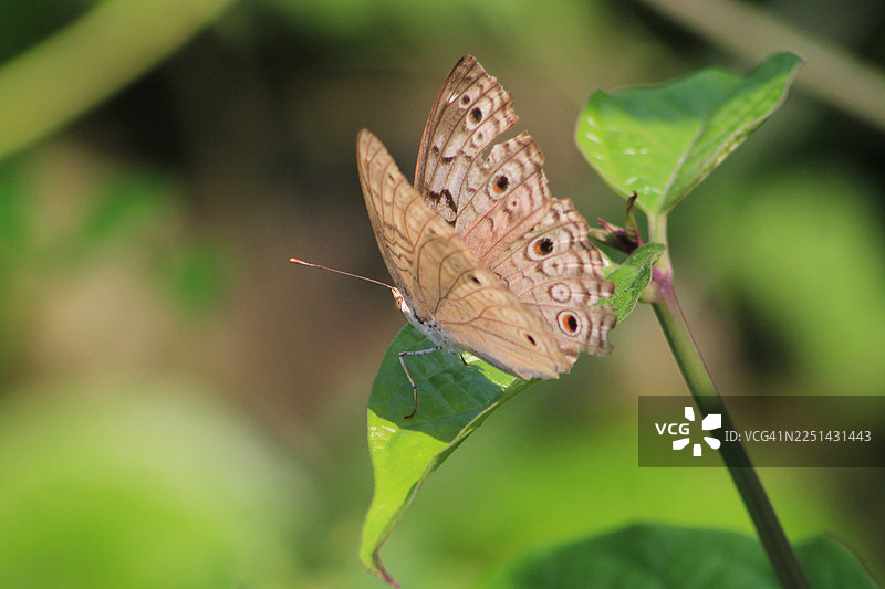 特写镜头下，一只拥有精致翅膀图案的美丽蝴蝶在自然界中安详地栖息在一片鲜嫩的绿叶上图片素材