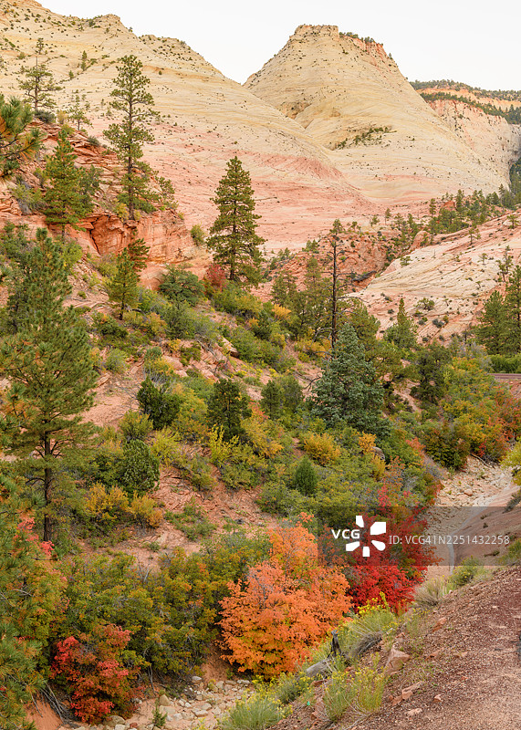 秋季色彩斑斓的树叶和松树，背景是沙漠景观中色彩鲜艳的砂岩山脉，美国斯普林代尔图片素材