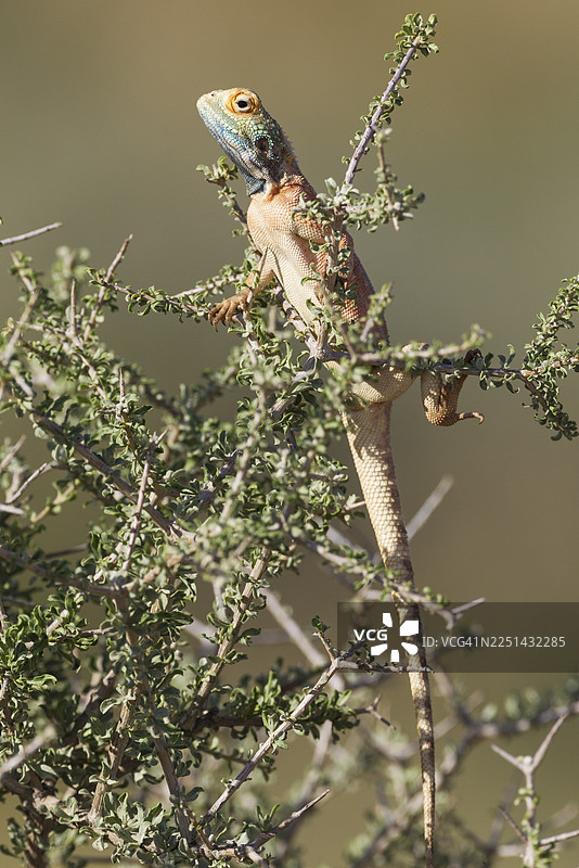 地面蜥蜴（Agama aculeata），雄性，在低矮灌木上攀爬，喀拉哈里沙漠，喀拉哈里跨界公园，南非图片素材