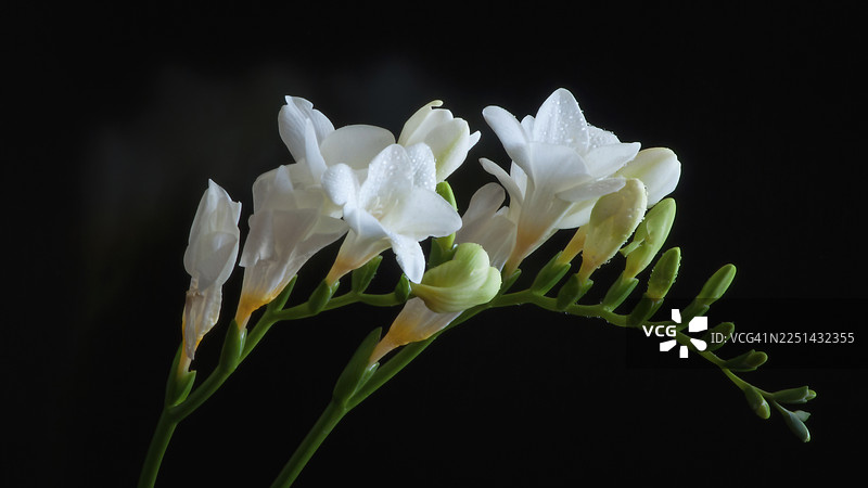 深色背景下，带有精致水滴的优雅白色小苍兰花朵特写，象征着纯洁和新的开始图片素材