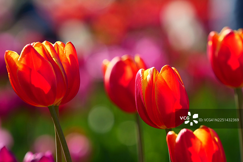 阳光照耀下，花园里盛开着鲜艳的红黄色郁金香图片素材