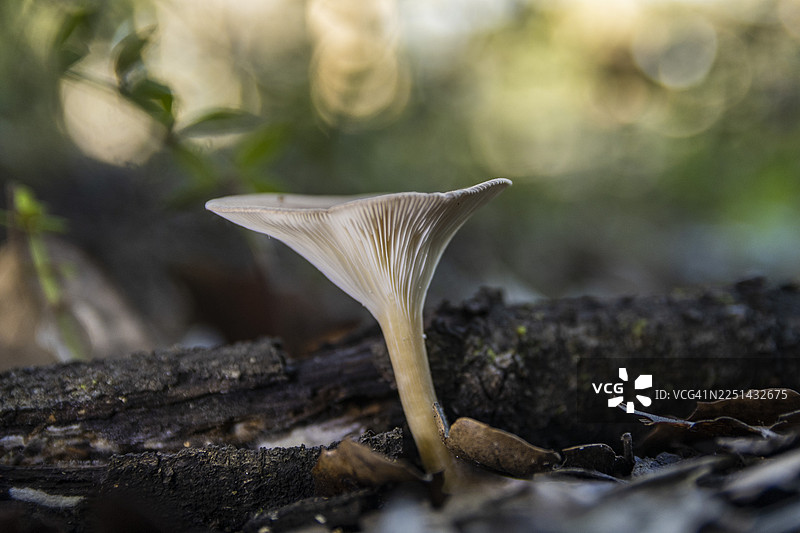 森林地面上，一朵娇嫩的野生蘑菇在落叶和腐木中生长，特写镜头。图片素材