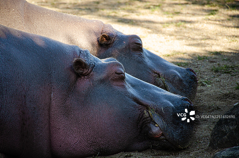 近景拍摄，两只河马在自然环境中安详地趴在地上休息图片素材