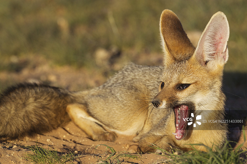 南非卡拉哈里沙漠Kgalagadi跨境公园的穴居耳廓狐（Vulpes chama）打哈欠的场景图片素材