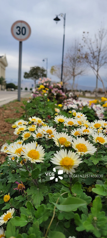 花园里生机勃勃的黄白相间鲜花盛开的特写，背景是模糊的城市景象。图片素材