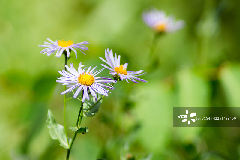 阳光明媚的日子里，一片生机勃勃的绿色田野中，鲜艳的紫色和黄色野花正在盛开的特写镜头。图片素材