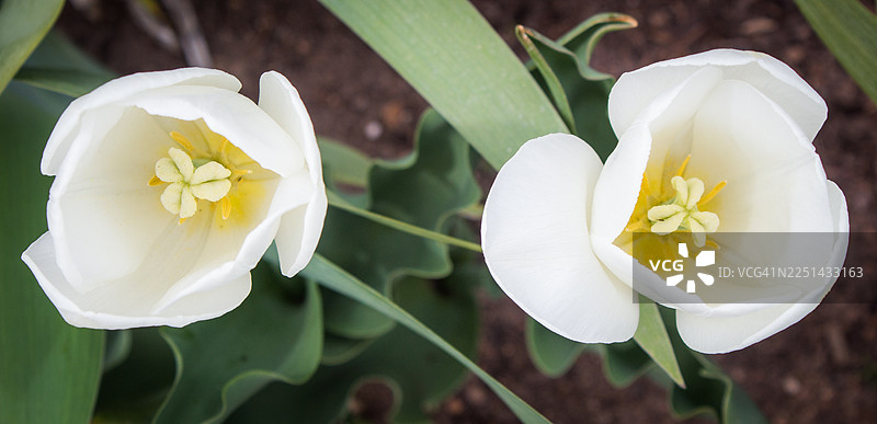 花园里两朵白色郁金香花朵带绿叶的特写图片素材