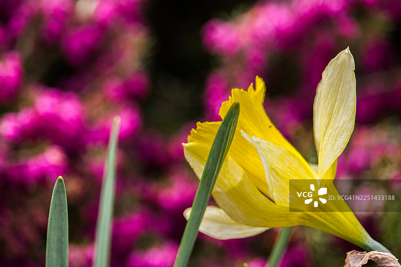 盛开的鲜艳黄色水仙花，背景为模糊的品红色，象征着春天和新生图片素材