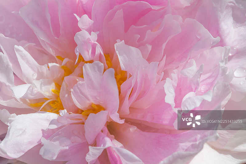 娇嫩粉色牡丹花瓣的特写，带着水滴，展现了自然之美与清新图片素材