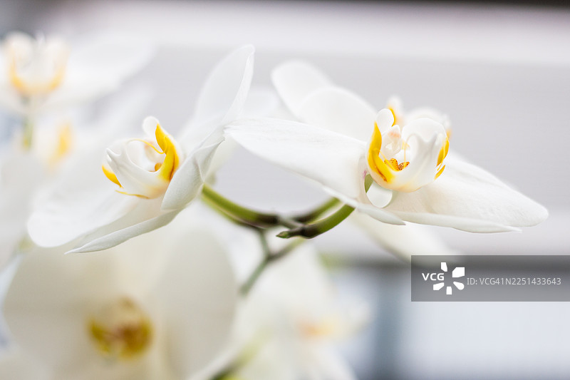 优雅的白色兰花特写，中心为黄色，展现出娇嫩的花瓣和自然之美图片素材