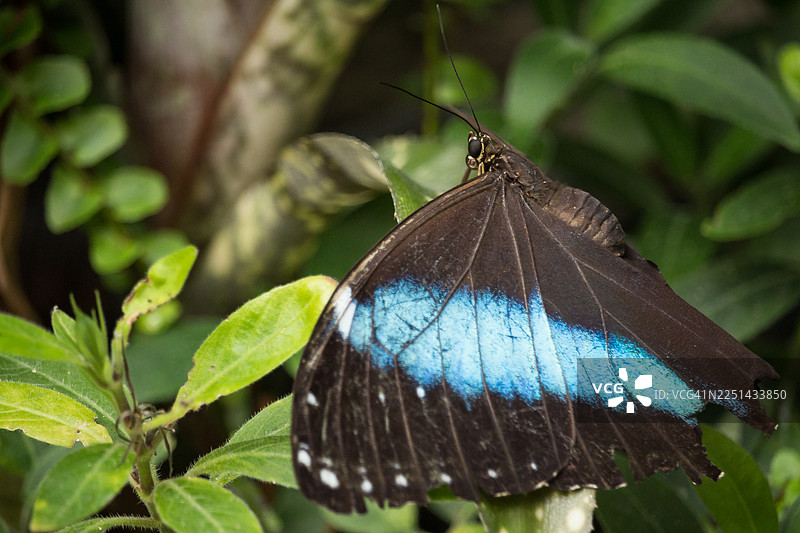特写：一只充满活力的蓝黑蝴蝶栖息在郁郁葱葱环境中的绿叶上图片素材