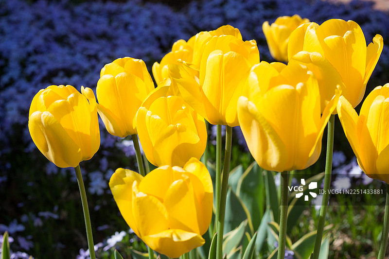 郁金香在葱郁的花园中盛开，展现着春天的美丽图片素材