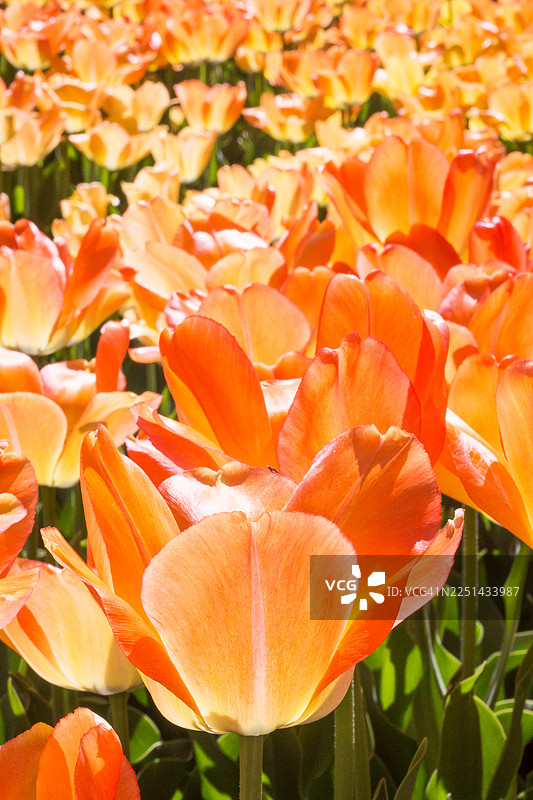 阳光明媚的田野里盛开着鲜艳的橙色郁金香，展现着春天的美丽图片素材