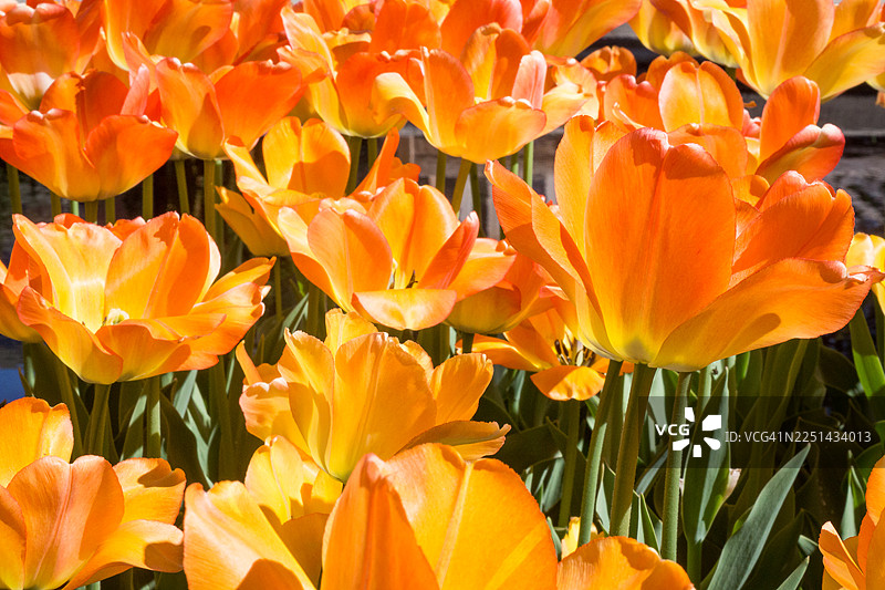 郁郁葱葱的花园里盛开着鲜艳的橙色郁金香，展现着春天的美丽图片素材