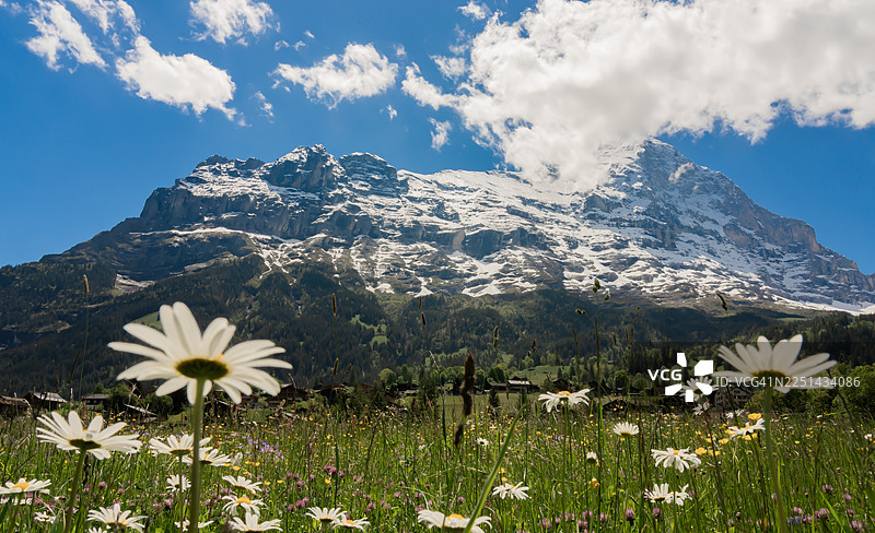 瑞士格林德瓦，背景是雄伟的雪山和蓝天，野菊花田图片素材