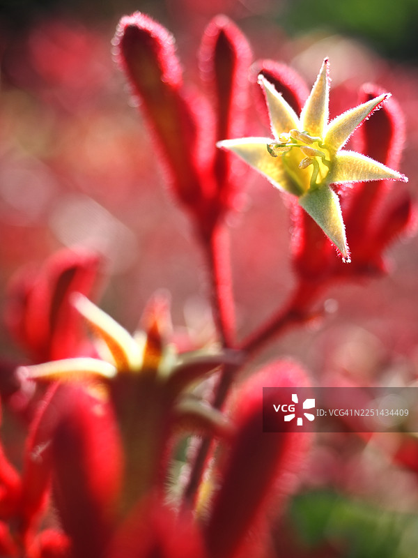 特写一株鲜红的花卉植物，其黄绿色的花朵细节柔和，突显自然之美图片素材