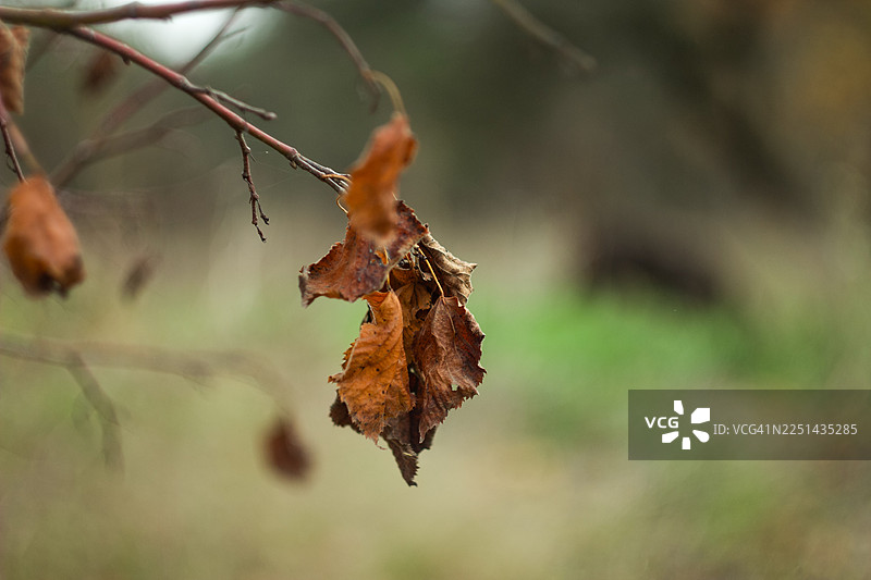 秋天，枯叶挂在枝头的特写图片素材