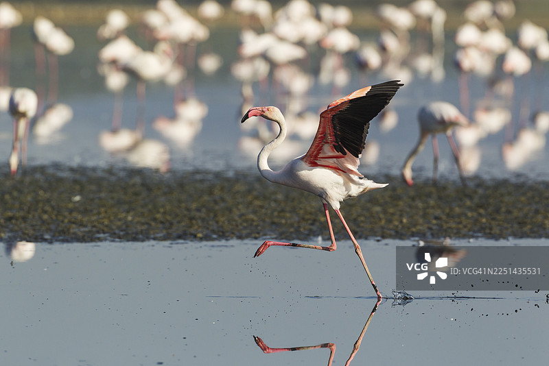 大红鹳（Phoenicopterus roseus），在西班牙安达卢西亚省马拉加省的丰特皮埃德拉泻湖奔跑图片素材