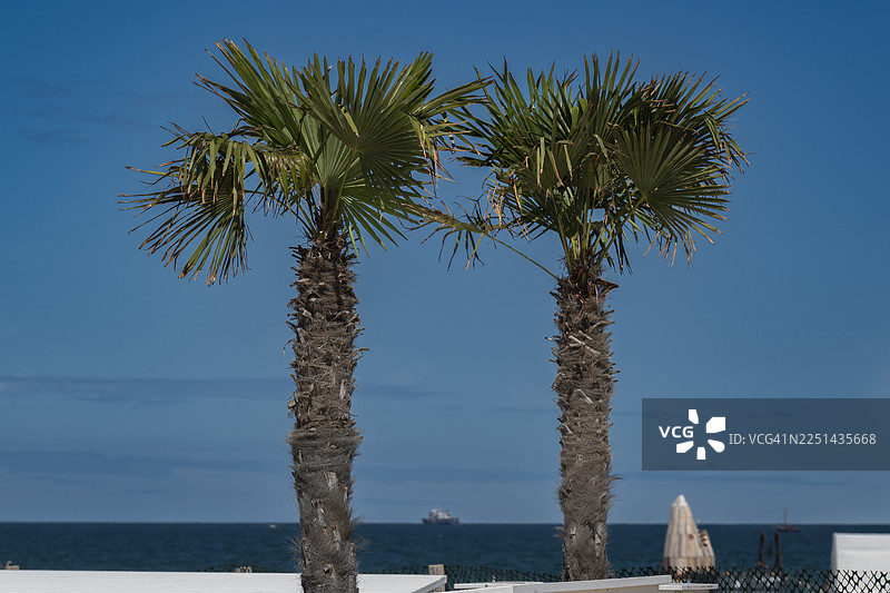 两棵棕榈树挺拔地伫立在蔚蓝的天空下，远处是海景，营造出热带的宁静感，德国罗斯托克图片素材