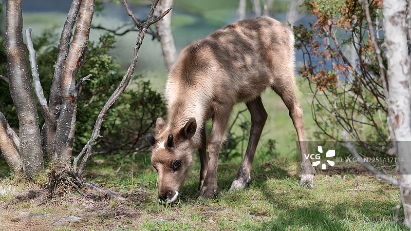 年轻的驯鹿在自然森林中吃草图片素材
