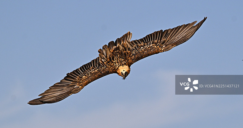 雄伟的胡兀鹫在晴朗的蓝天下飞翔，展示其令人印象深刻的翼展图片素材