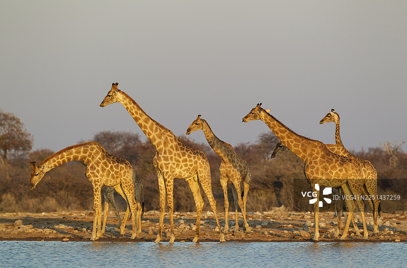 南非长颈鹿（Giraffa camelopardalis giraffa）在埃托沙国家公园的水洞边相遇，傍晚时分，纳米比亚图片素材